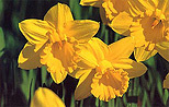 Daffodils.jpg